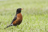 Turdus migratorius